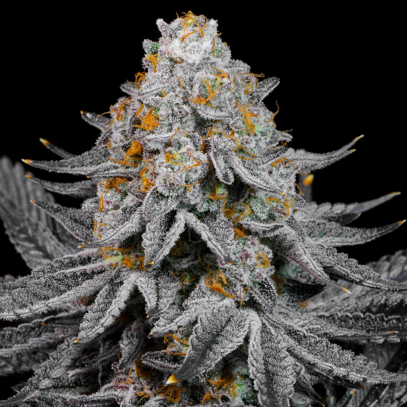 Buy Booga Shooga Cannabis Seeds Online