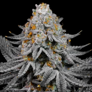 Buy Soul Glow Cannabis Seeds Online
