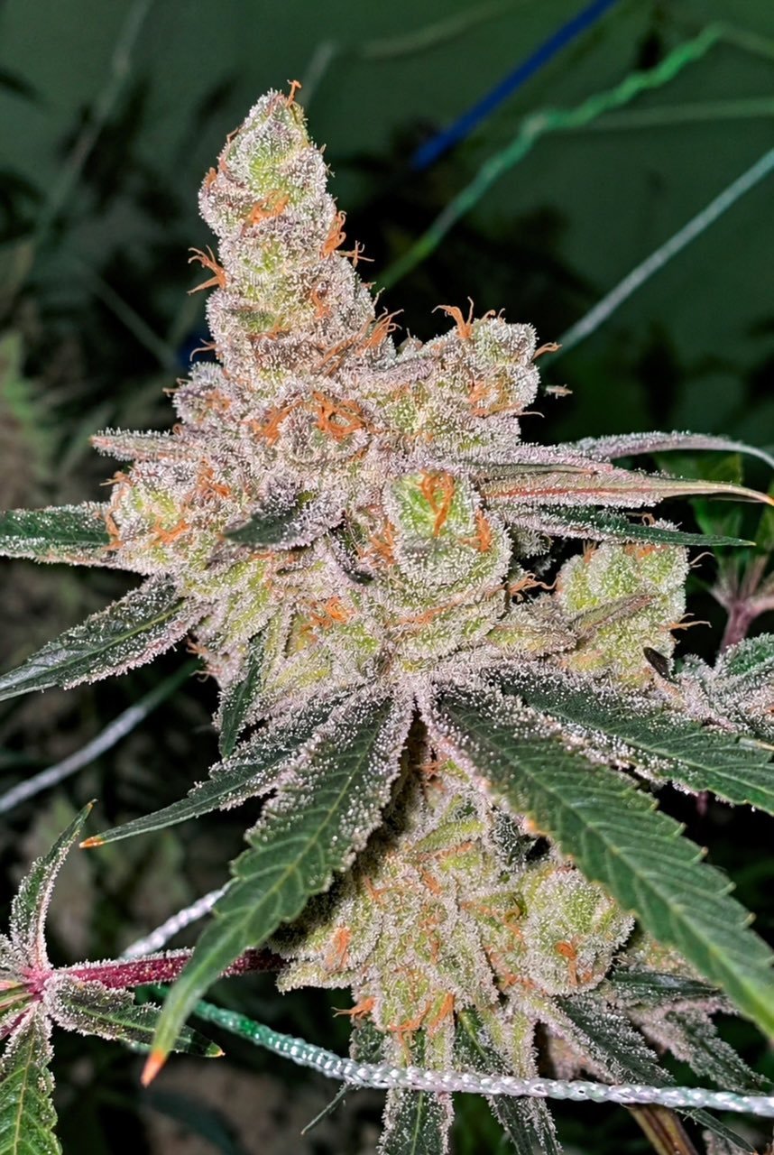 AMARETTO BANANA