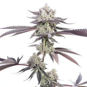 Buy Dank Diggler F1 Cannabis Seeds Online