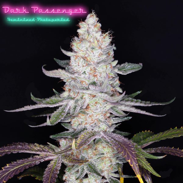 Buy Dark Passenger F1 Seeds Online