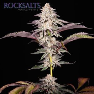 Remulan Genetics Rocksalts F1 Cannabis Seeds
